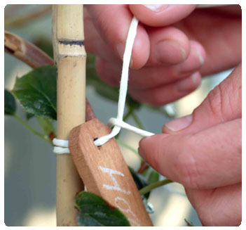 Accessoires côté jardin, côté déco - La cordeline